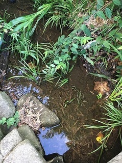 20180728_Snimizugawa_Wet_t.jpg